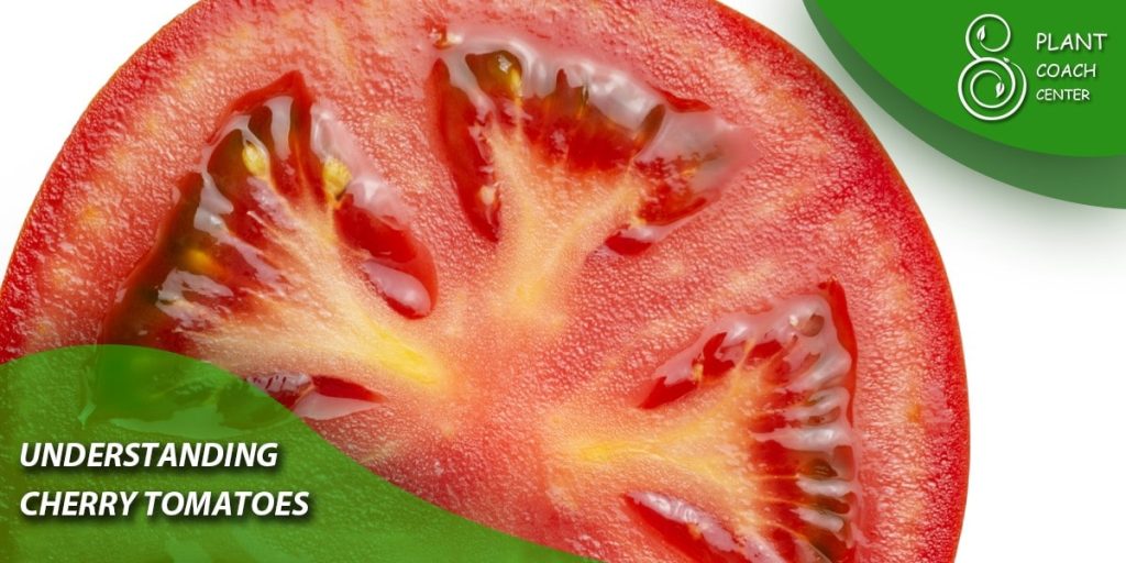 Understanding Cherry Tomatoes