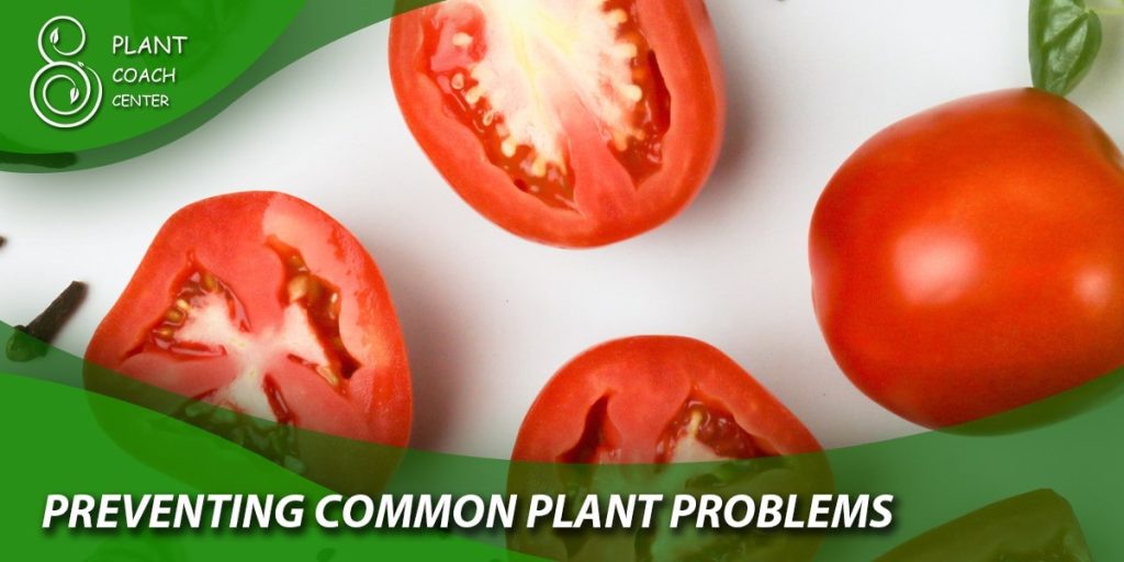 Preventing Common Plant Problems