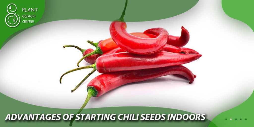 Advantages of starting chili seeds indoors
