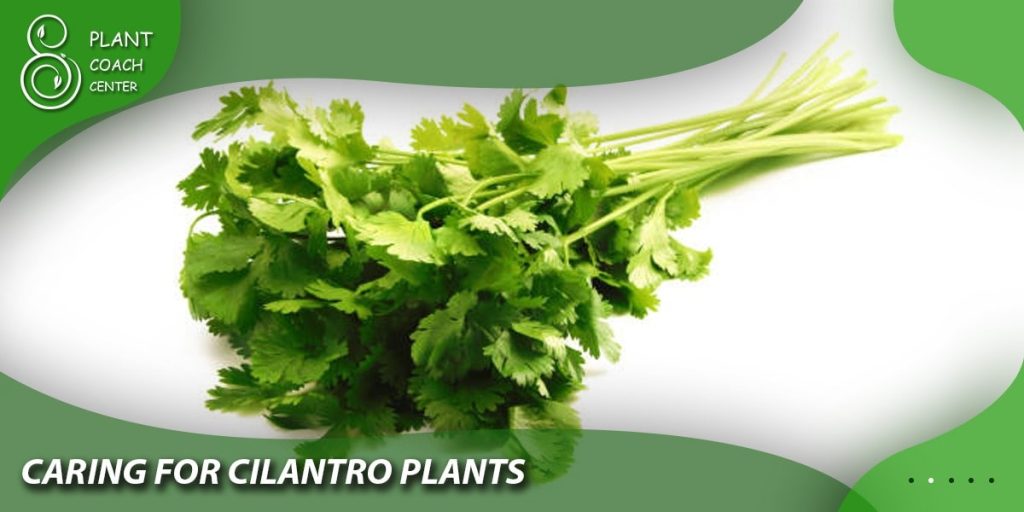 Caring for Cilantro Plants