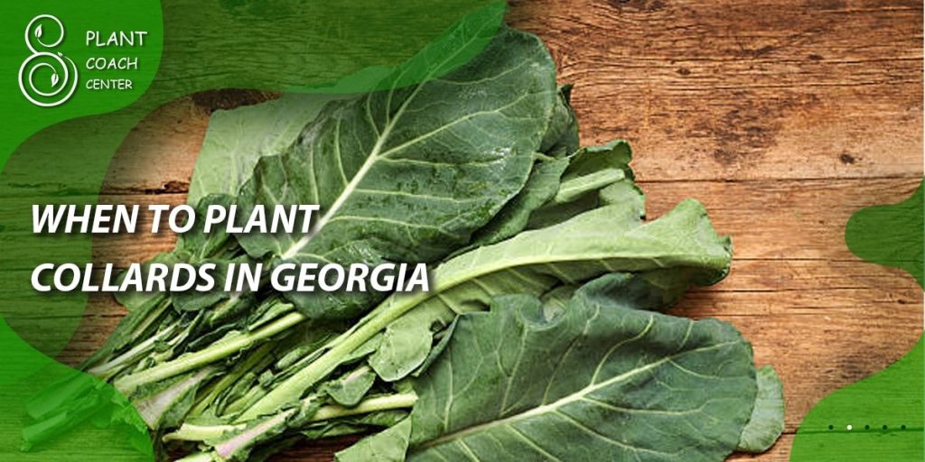 When to Plant Collards in Georgia