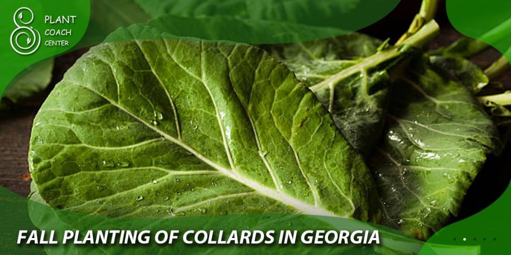 Fall Planting of Collards in Georgia