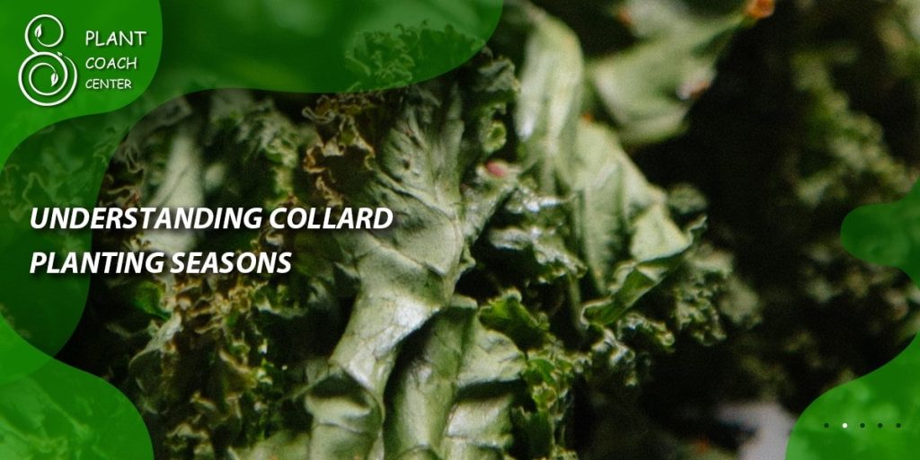 Understanding Collard Planting Seasons