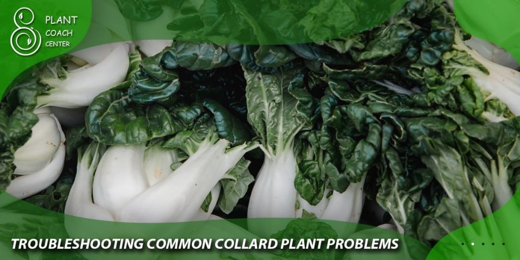 Troubleshooting Common Collard Plant Problems