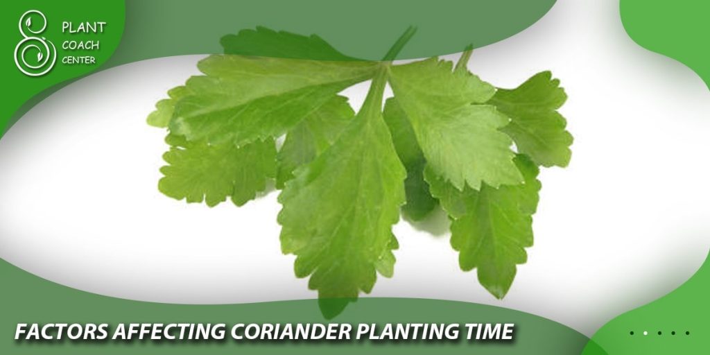 Factors Affecting Coriander Planting Time