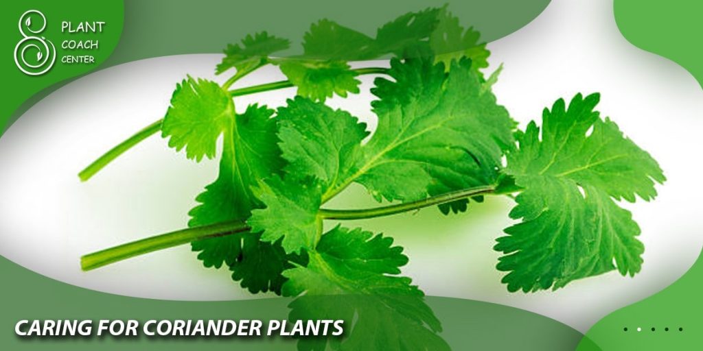 Caring for Coriander Plants