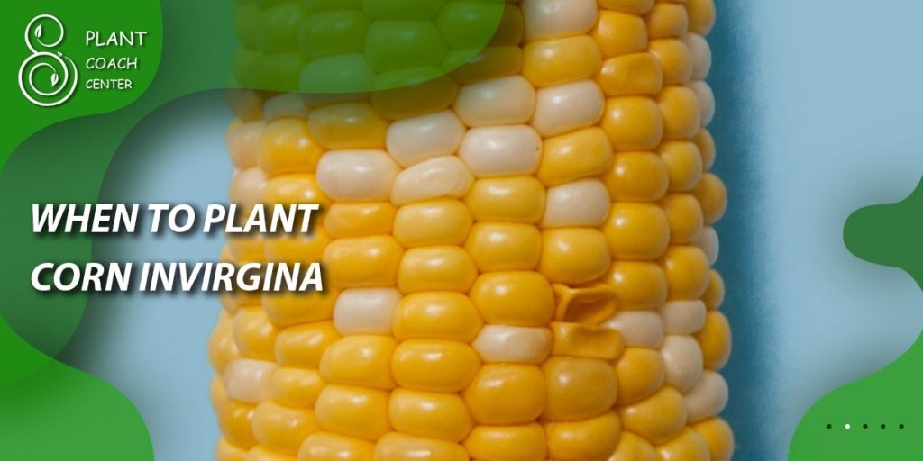 When to Plant Corn in Virginia