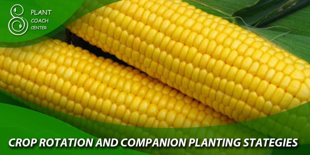 Crop Rotation and Companion Planting Strategies