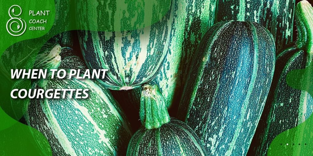 When to Plant Courgettes
