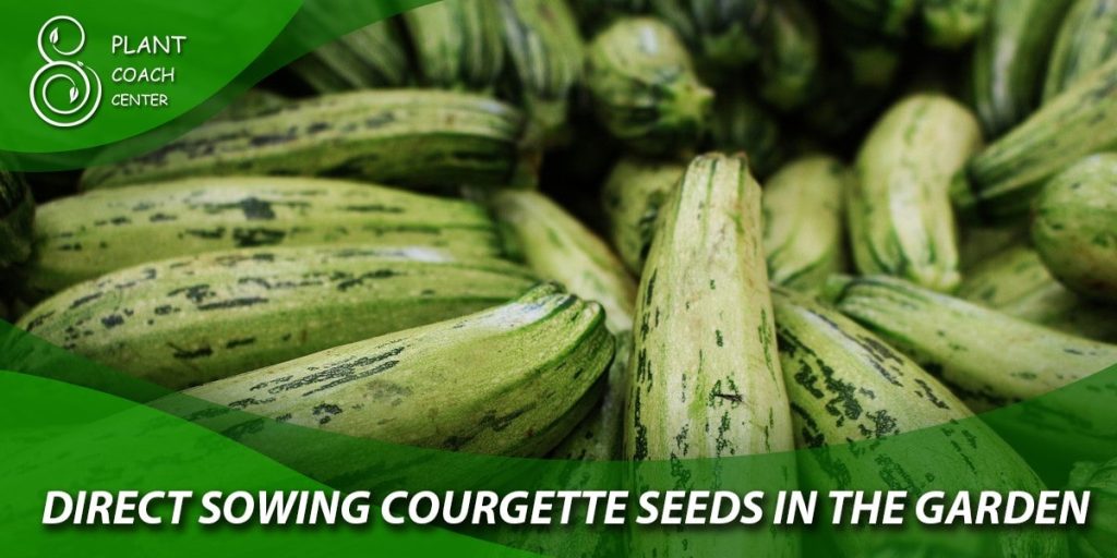 Direct Sowing Courgette Seeds in the Garden