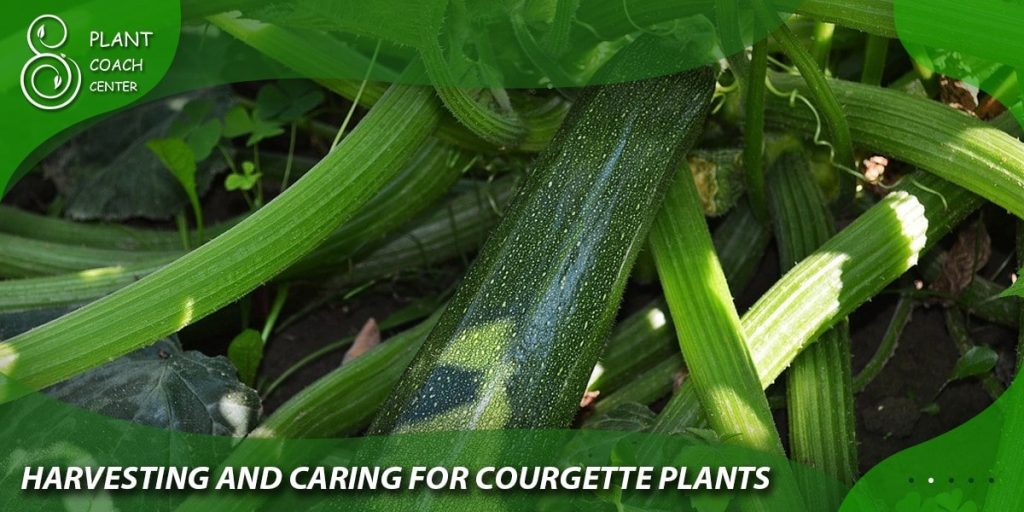 Harvesting and Caring for Courgette Plants