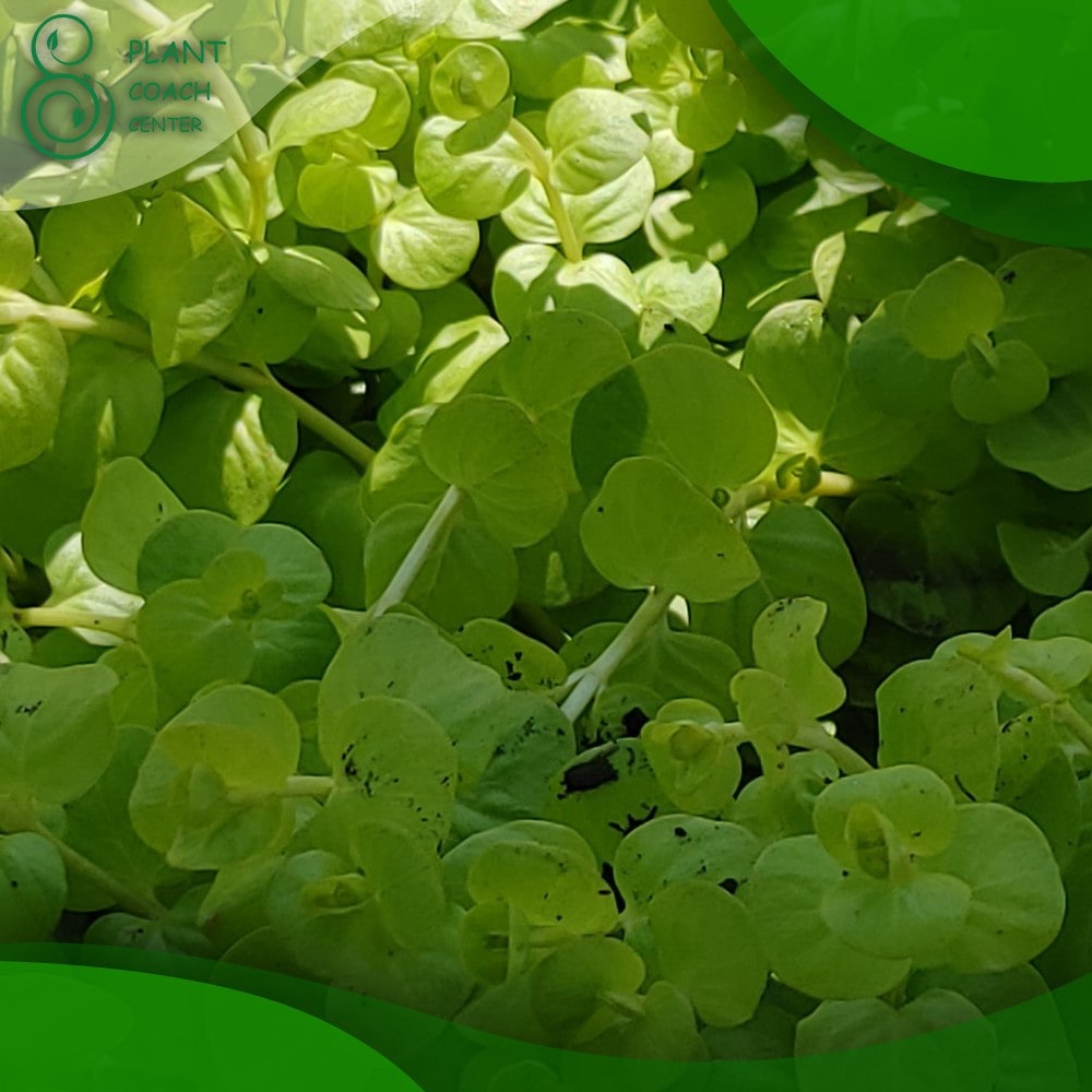 When to Plant Creeping Jenny