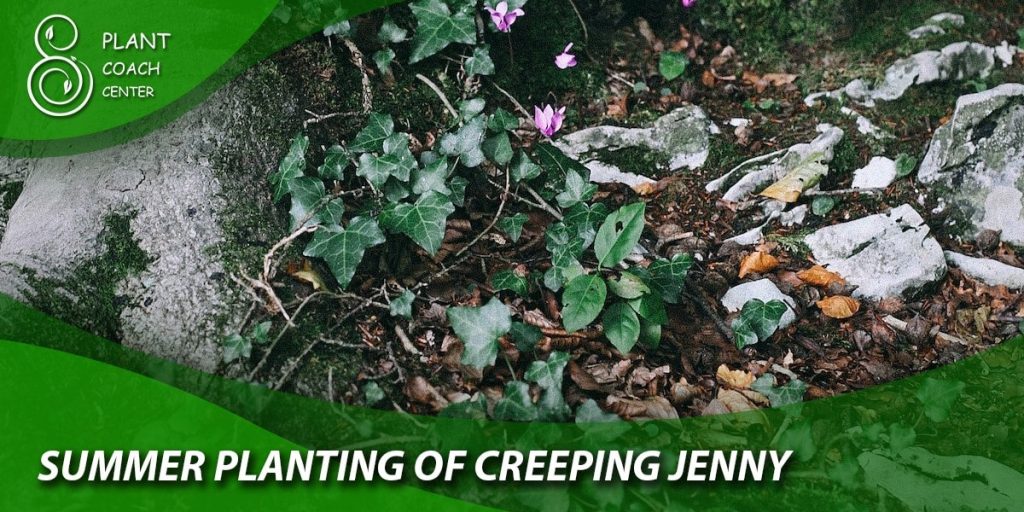 Summer Planting of Creeping Jenny