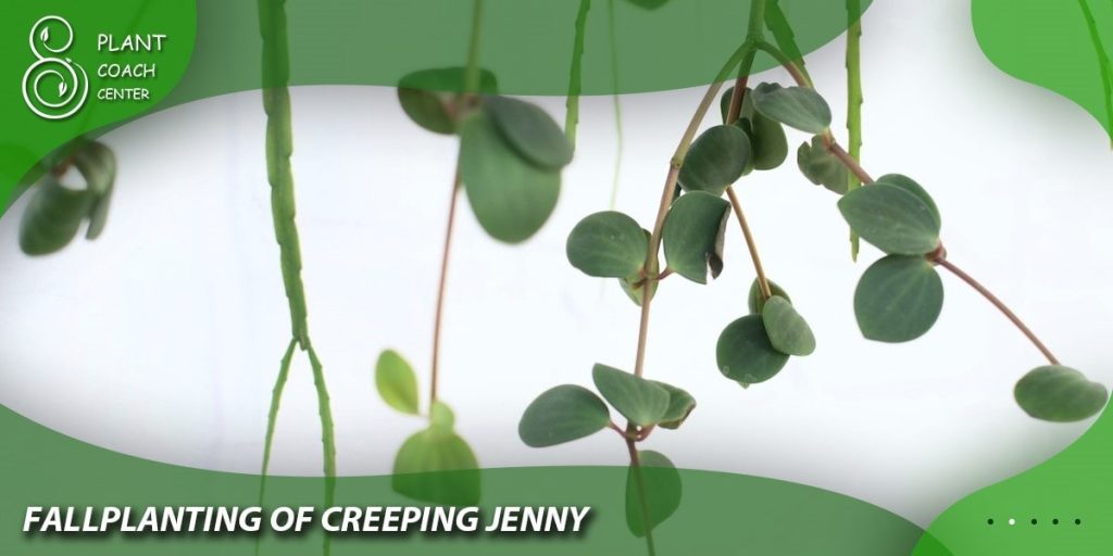 Fall Planting of Creeping Jenny