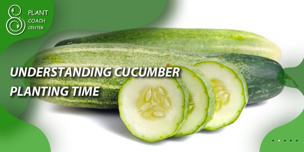 Understanding Cucumber Planting Time