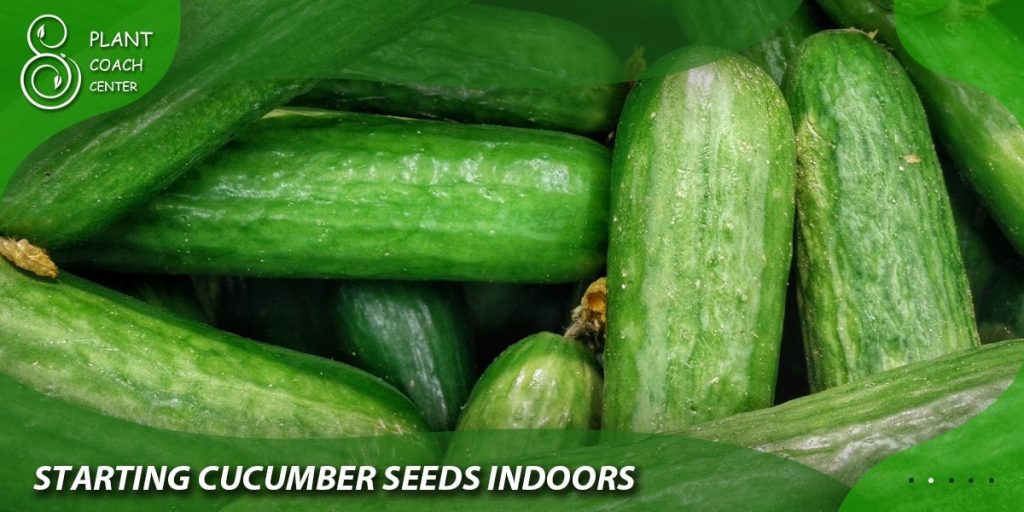 Starting Cucumber Seeds Indoors