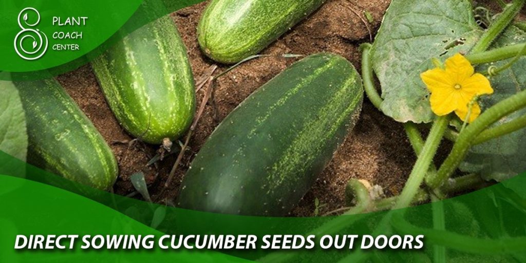 Direct Sowing Cucumber Seeds Outdoors