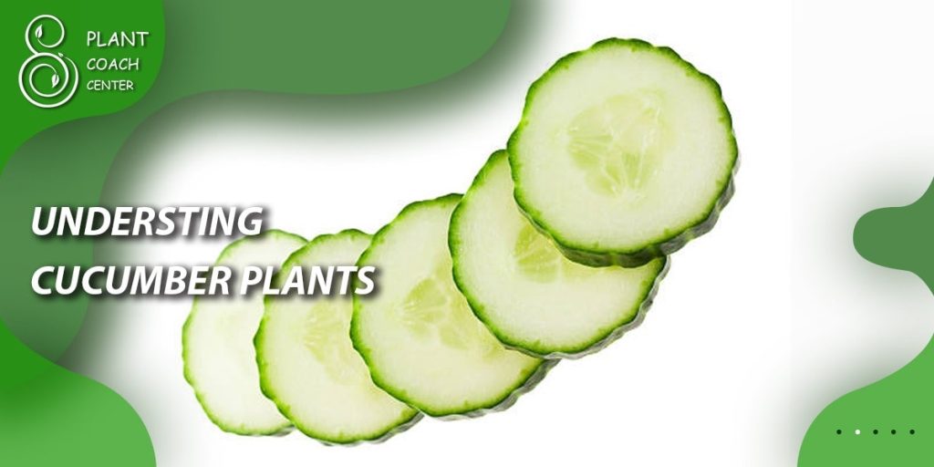 Understanding Cucumber Plants