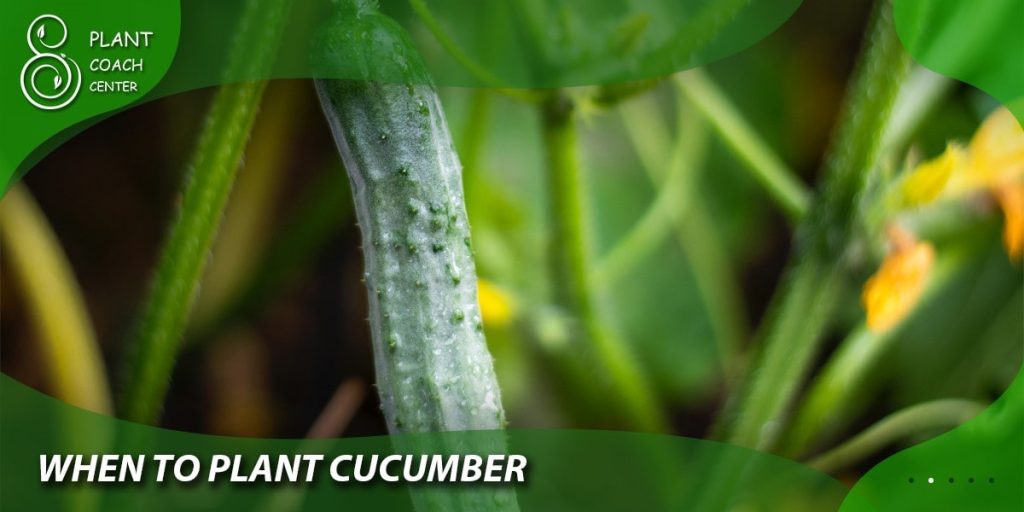 When to Plant Cucumbers