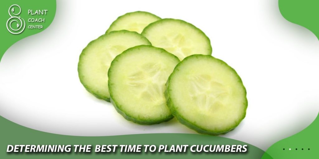 Determining the Best Time to Plant Cucumbers