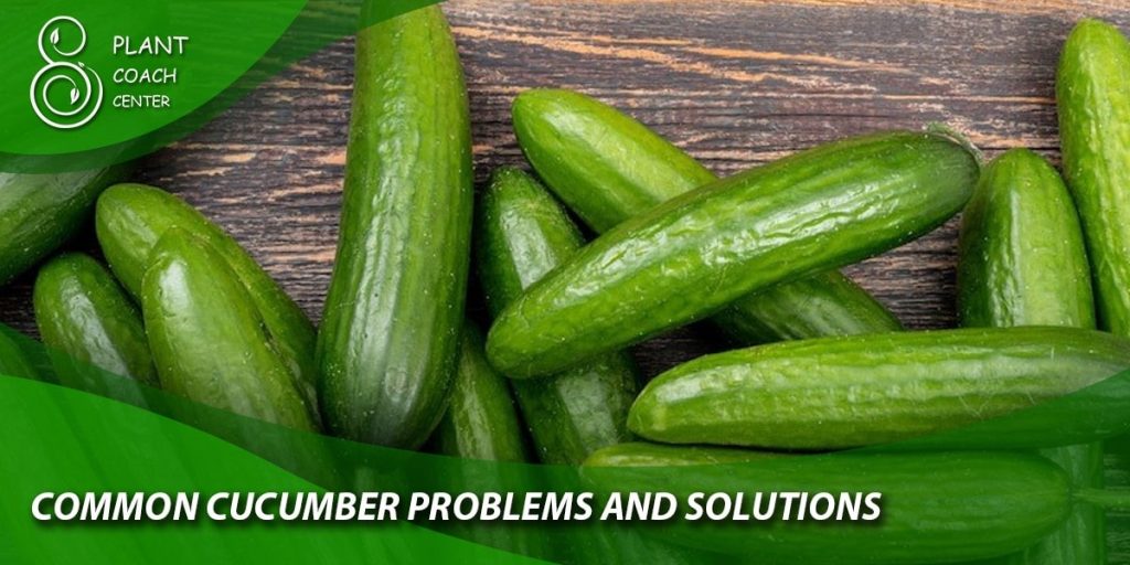 Common Cucumber Problems and Solutions