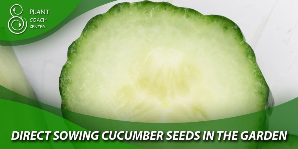 Direct Sowing Cucumber Seeds in the Garden