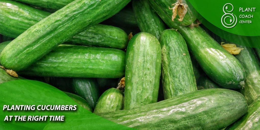 PLANTING CUCUMBERS AT THE RIGHT TIME