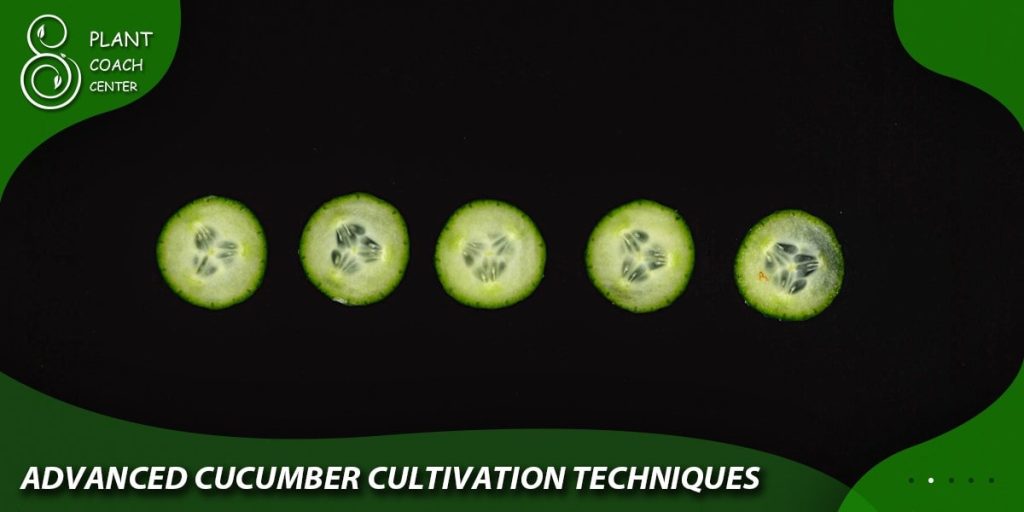 Advanced Cucumber Cultivation Techniques