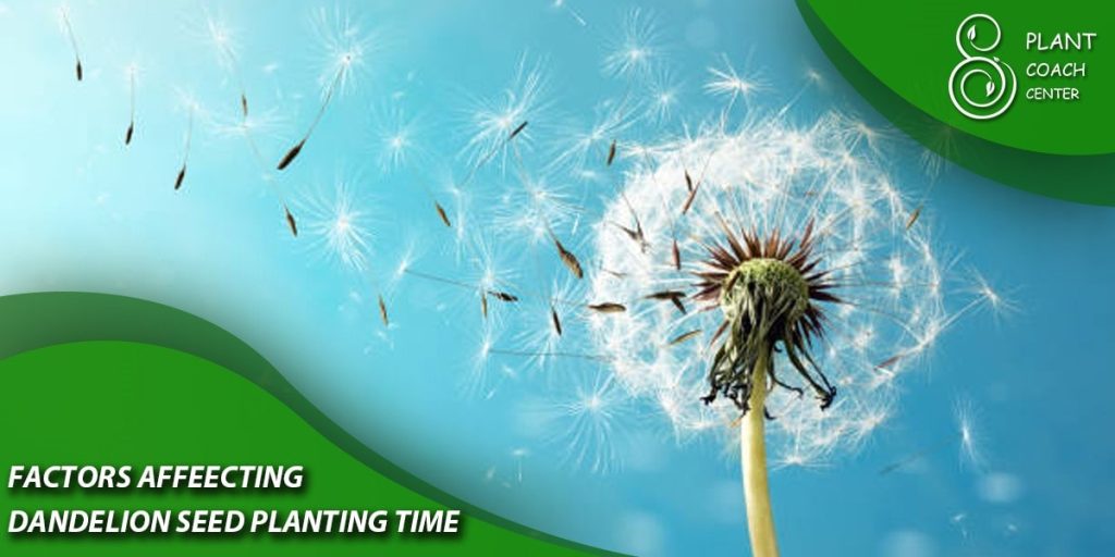 Factors Affecting Dandelion Seed Planting Times