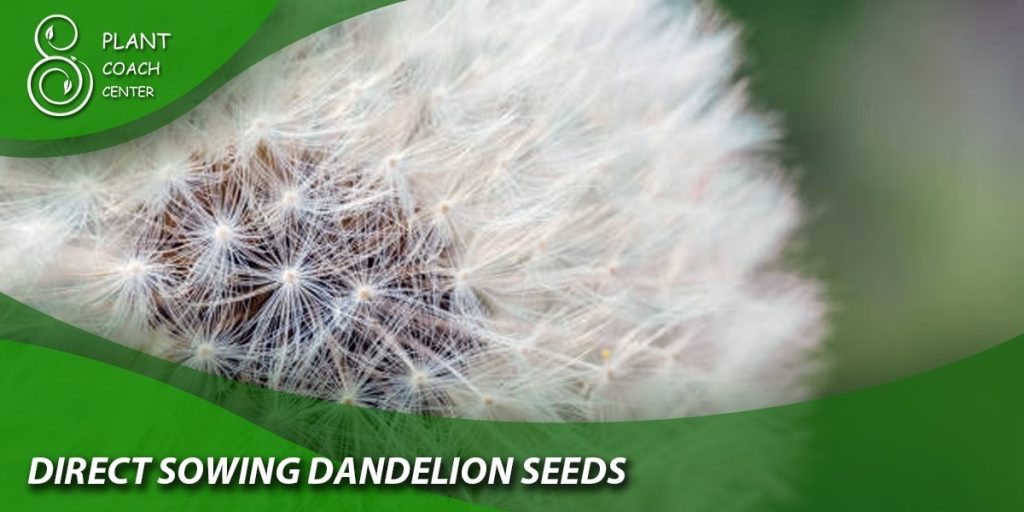 Direct Sowing Dandelion Seeds