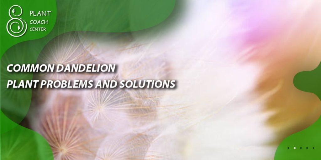 Common Dandelion Plant Problems and Solutions