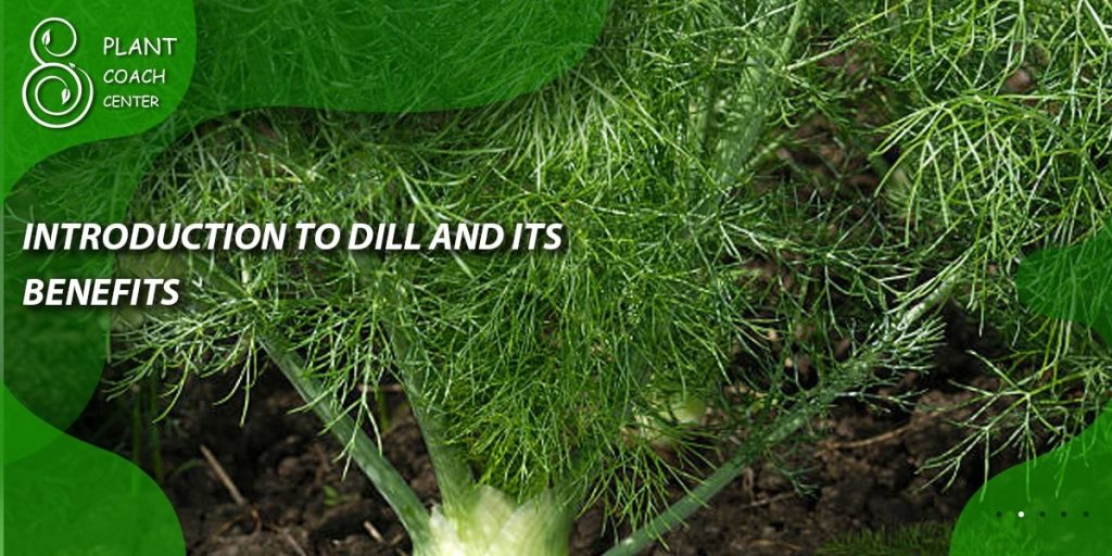 Introduction to Dill and Its Benefits