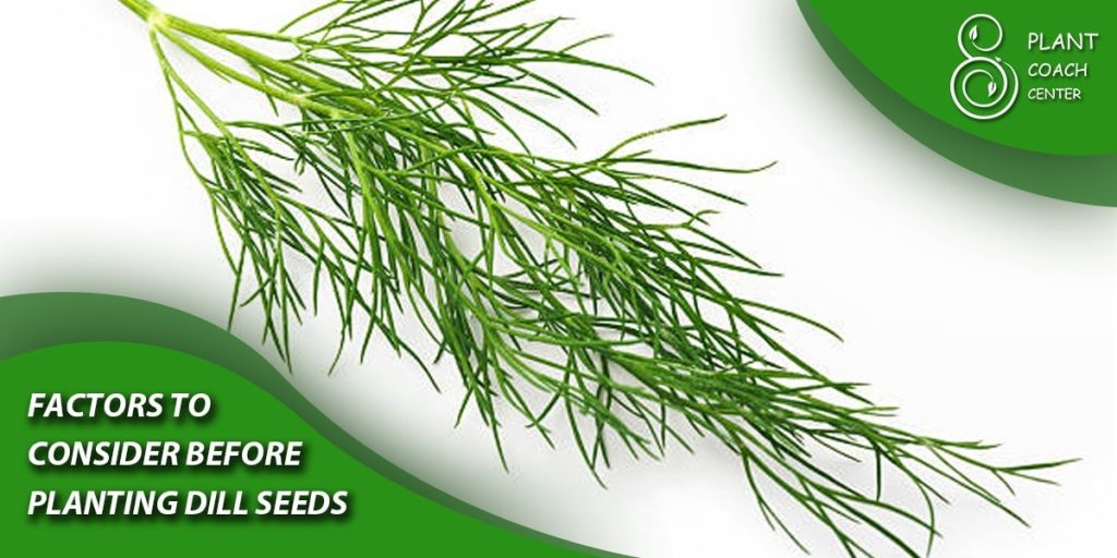 Factors to Consider Before Planting Dill Seeds