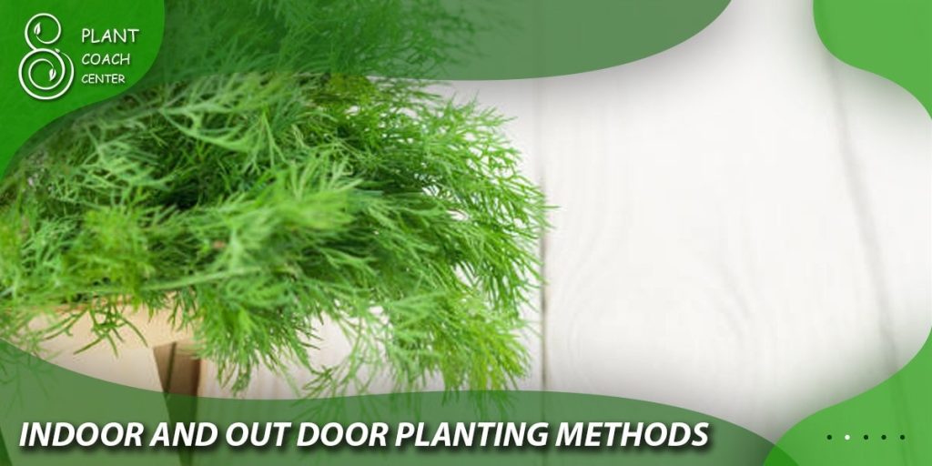 Indoor and Outdoor Planting Methods