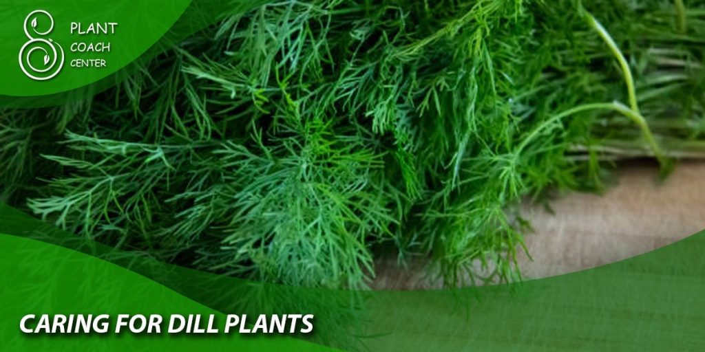 Caring for Dill Plants