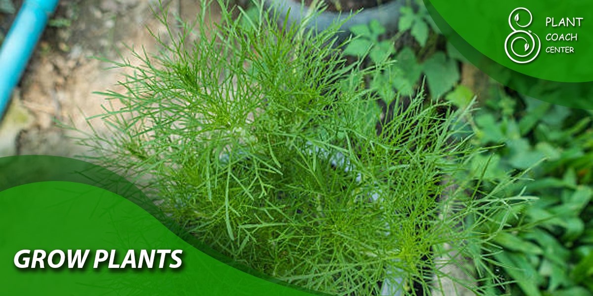 When to Plant Dill Seeds Comprehensive Guide 2023