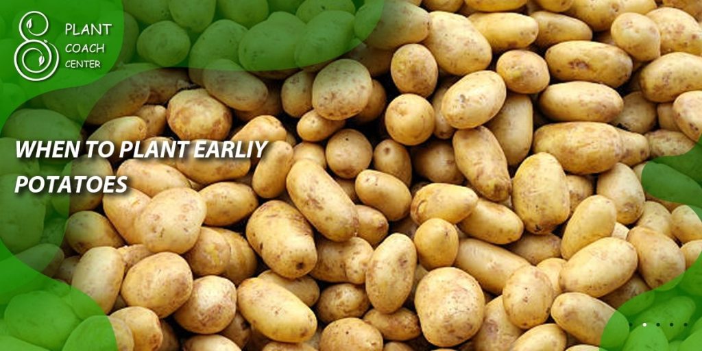 When to Plant Early Potatoes