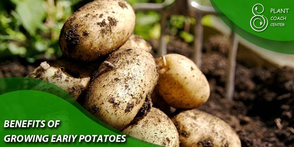 Benefits of Growing Early Potatoes