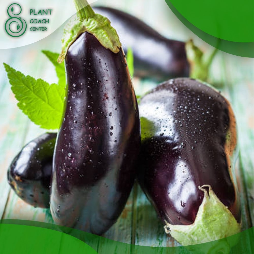 When to Plant Eggplant Seeds