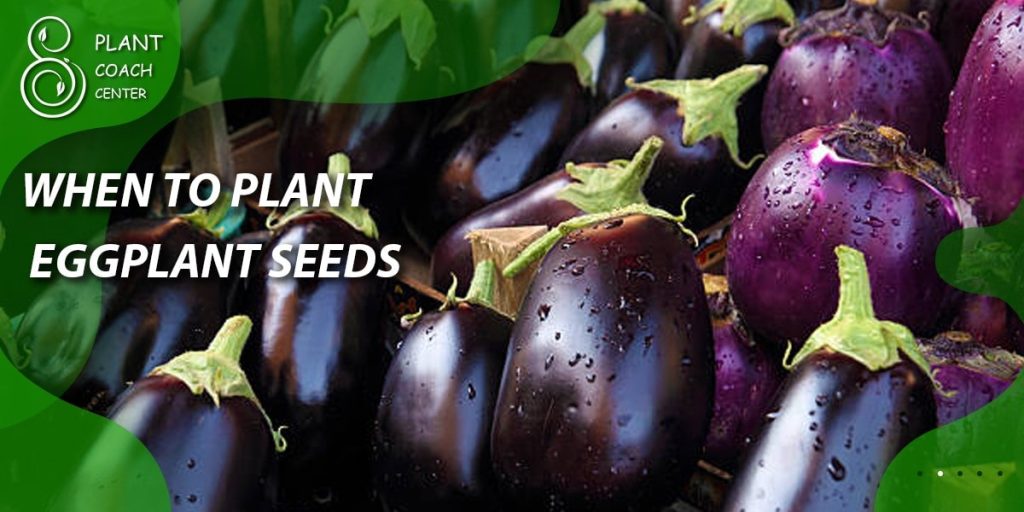 When to Plant Eggplant Seeds