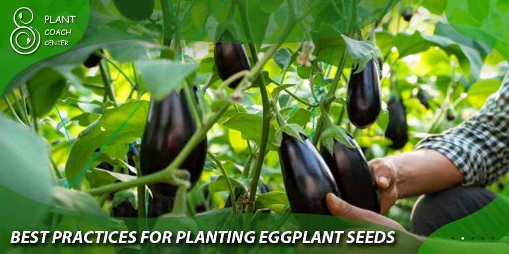 Best Practices for Planting Eggplant Seeds