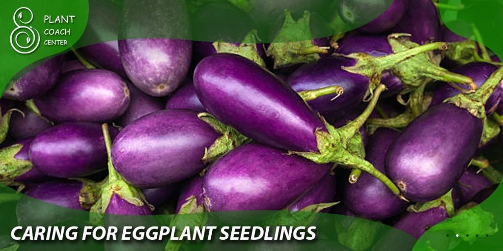 Caring for Eggplant Seedlings