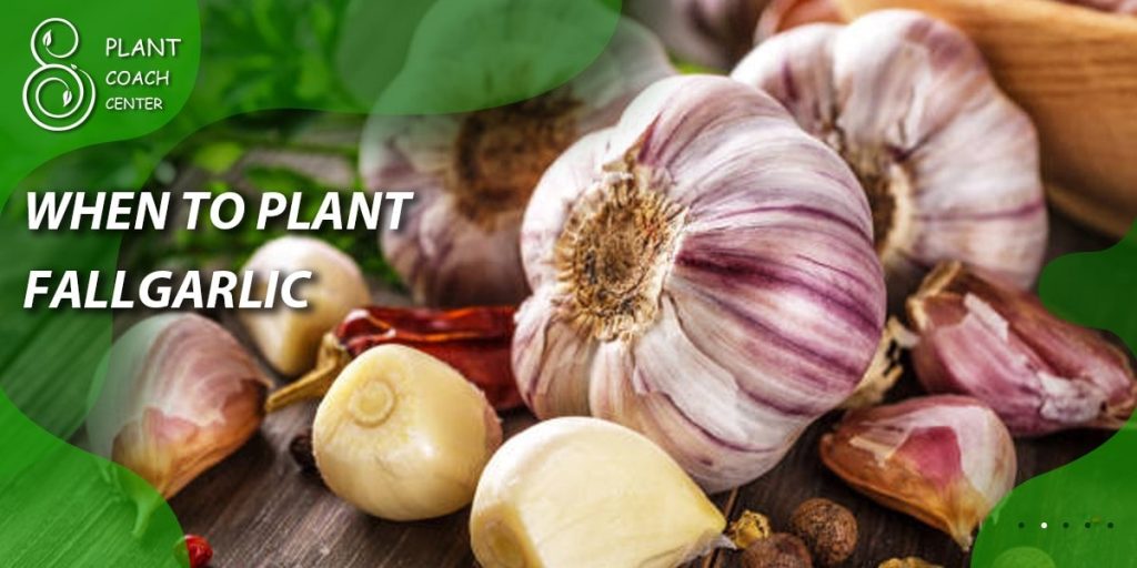 When to Plant Fall Garlic