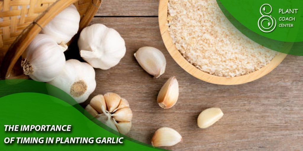 The Importance of Timing in Planting Garlic