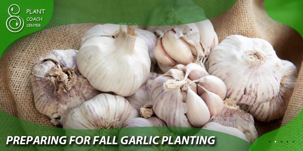 Preparing for Fall Garlic Planting