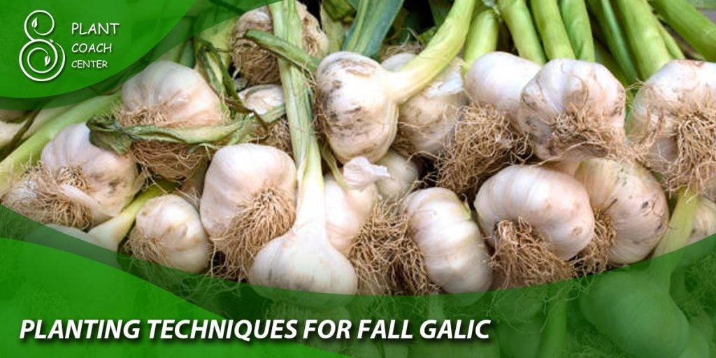 Climate Considerations for Fall Garlic Planting