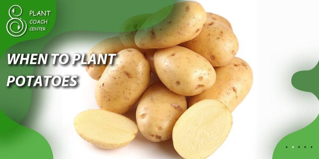 When to Plant Fall Potatoes