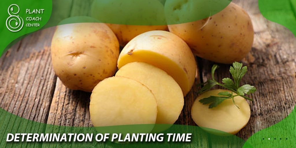 Determining the Ideal Planting Time for Fall Potatoes