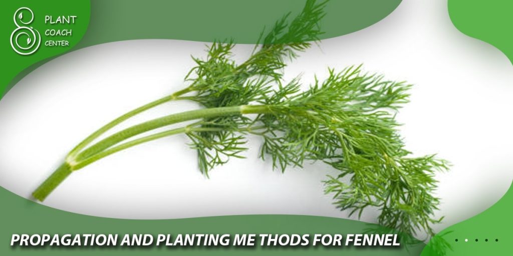 Propagation and Planting Methods for Fennel
