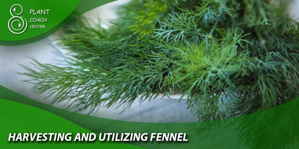 Harvesting and Utilizing Fennel